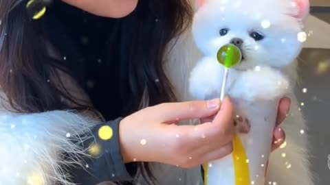 Cute dog