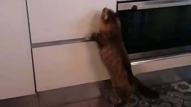 Cat kissing its crush