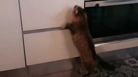 Cat kissing its crush