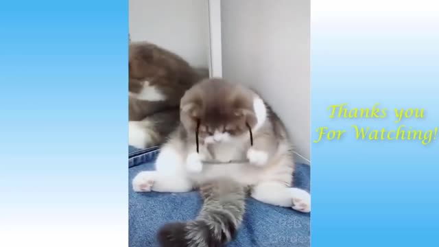 Sun glass cat video/ cat is very funny/ funny cat vide