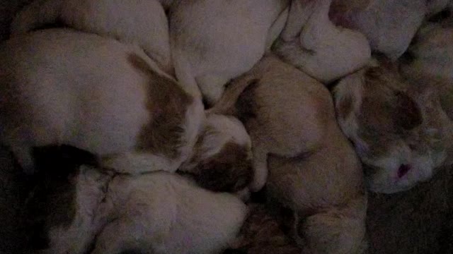 Labradoodle Puppies (3 Weeks Old!)