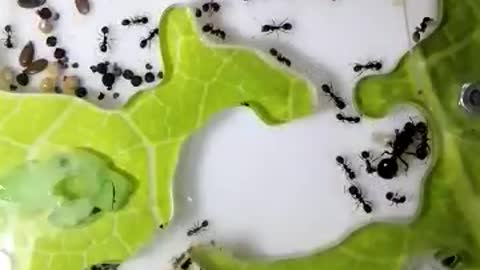 Ant farm