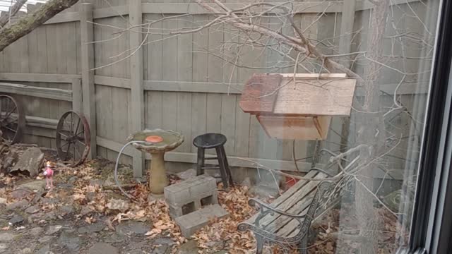 Christmas Eve Bird Bath