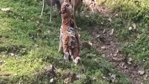 So funny Tiger prank