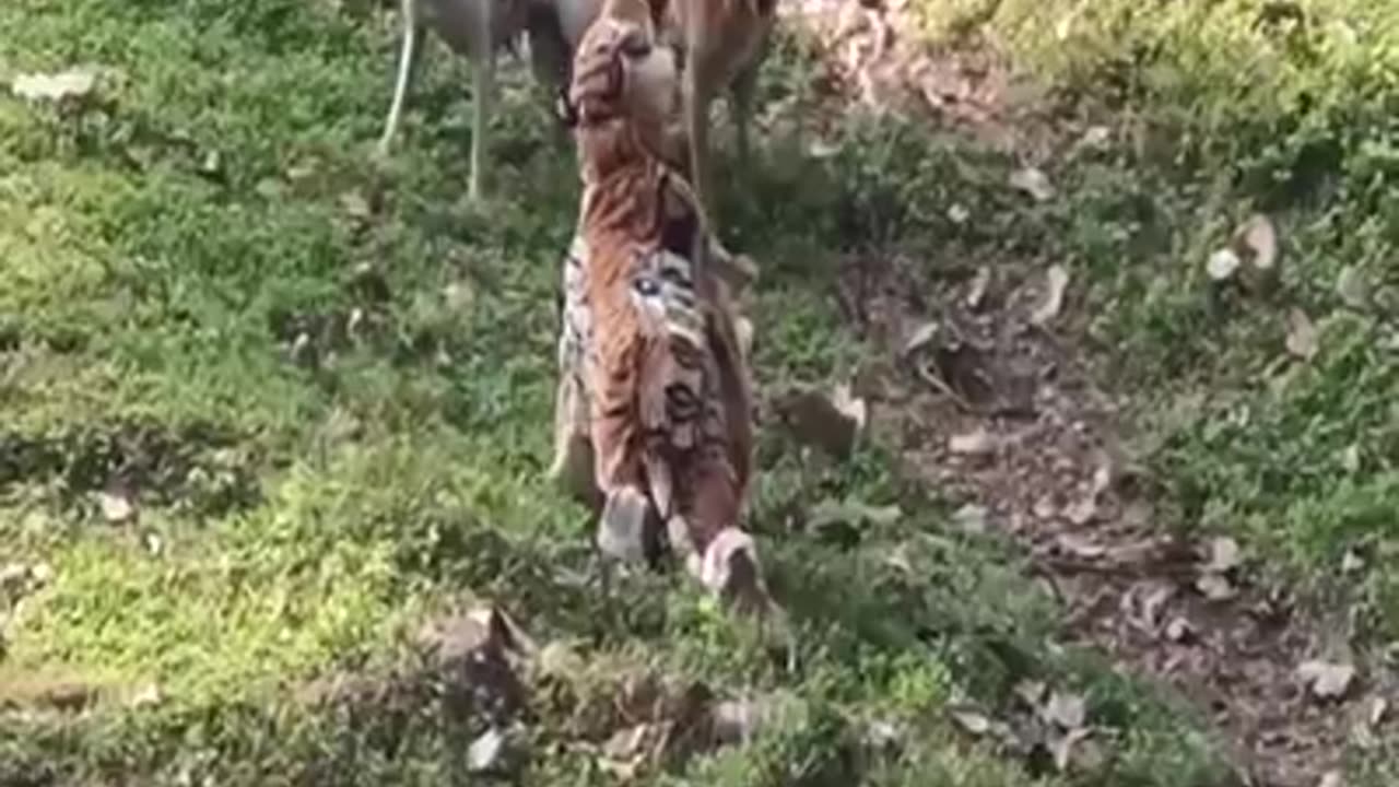 So funny Tiger prank