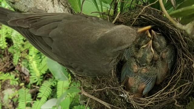 A bird feeding its hatchlings in Scotland, the cute moment never be overlooked