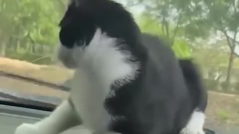 Cat funny video 😂😂