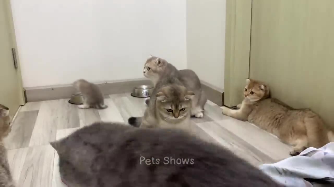 funny cats (1hr compilation) 2024 😍😂🤣 (part 2)