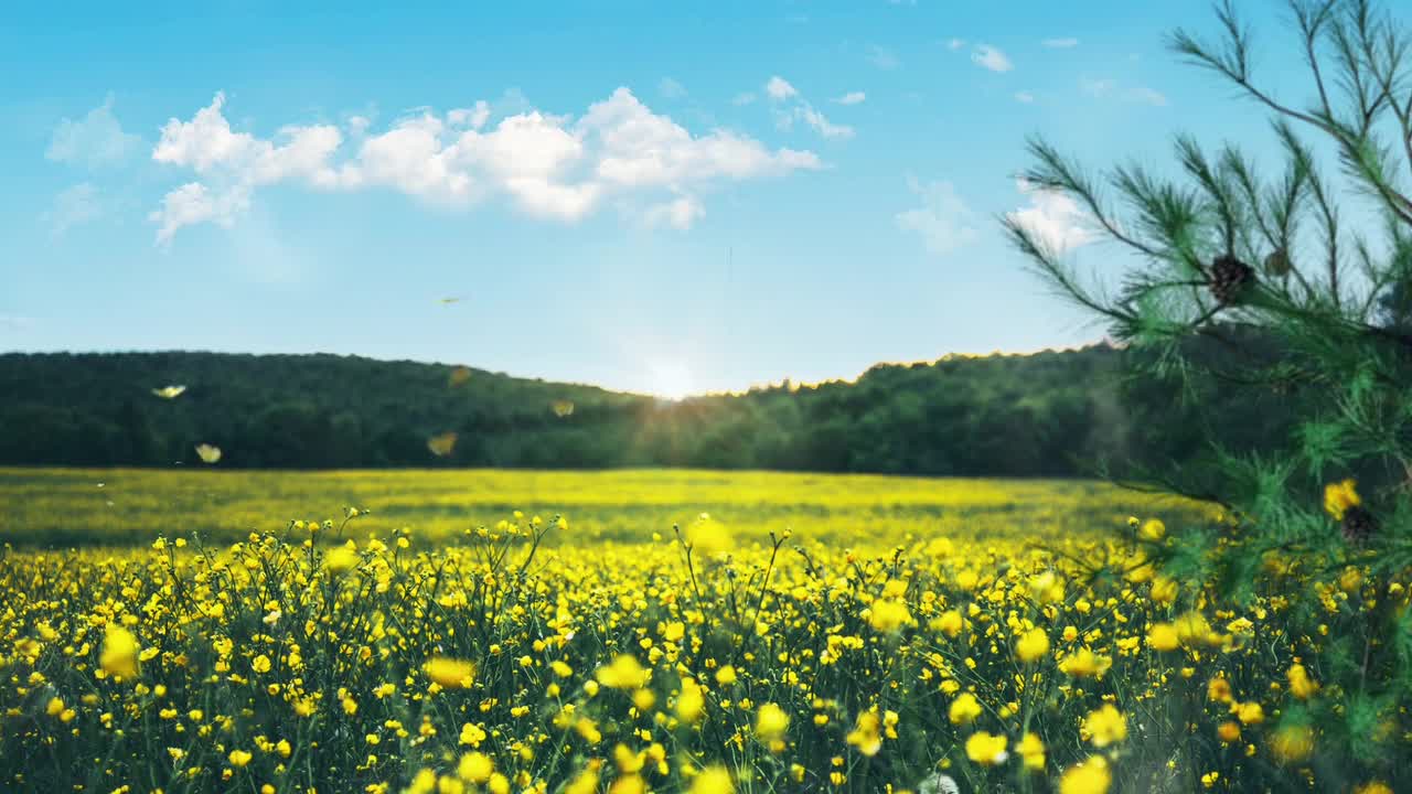 Butterflies Flowers Forest Trees Mountain Clouds