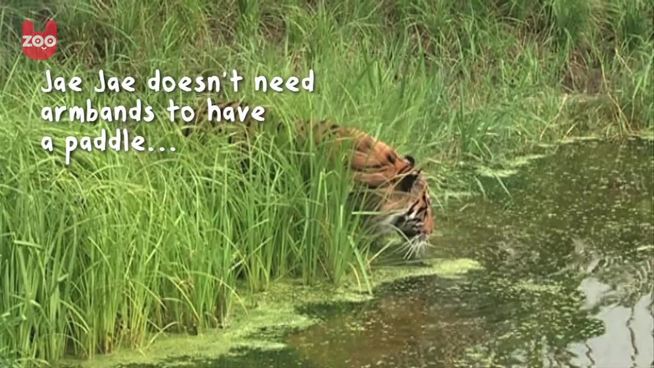 Tiger Takes Swimming Lessons