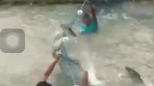 Holy carps attacking
