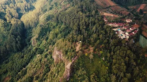 very beautiful video of the forest