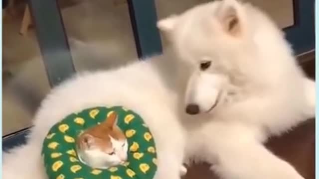 Super Cute Dog! Cute and Funny Dog Video