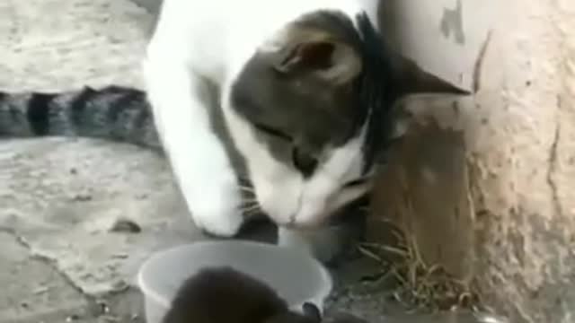 Cat and rat funny video animal funny video