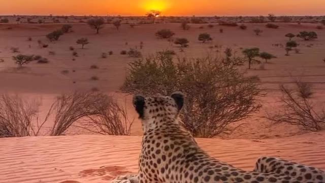 Cheetah relaxing moment