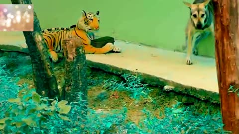 Dog & Tigers funny Afraid moment