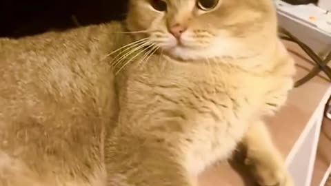 Funny Cat videos 🤣🤣🤣🤣 😺🐈🐈