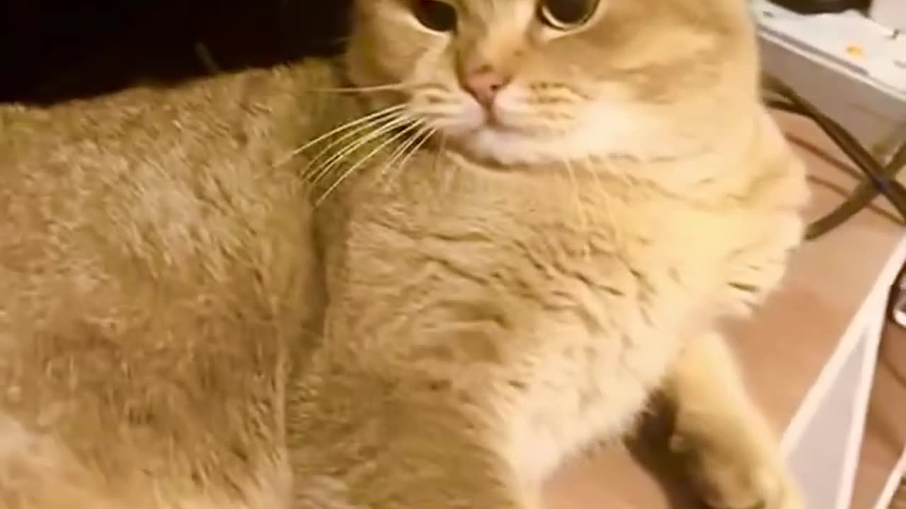 Funny Cat videos 🤣🤣🤣🤣 😺🐈🐈