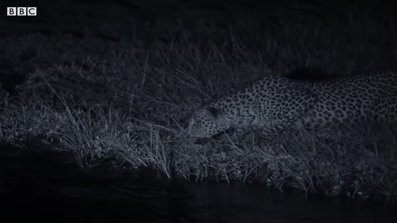 Leopard Family Learns to Fish at Night | BBC Earth