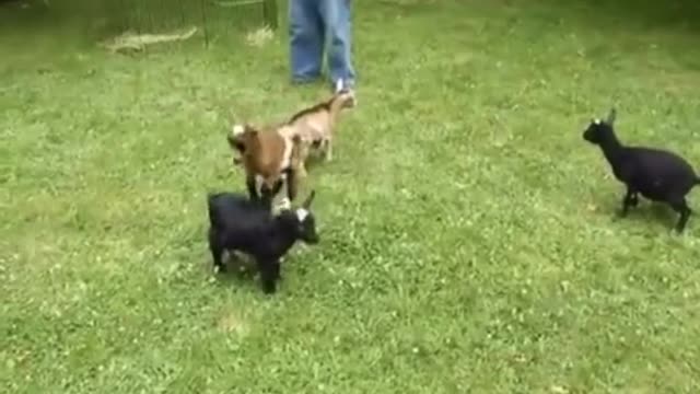 naughty goat