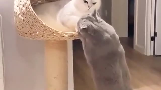 Funny cats