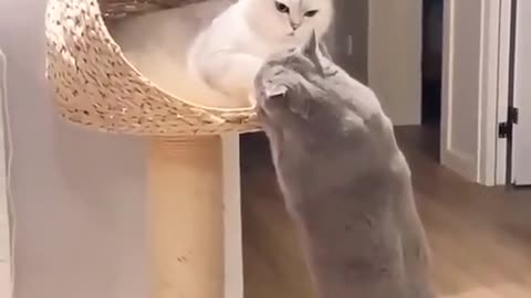 Funny cats