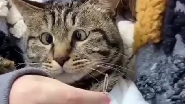 Cats Have Strage Reactions To Diffrent Sounds || Cats Reactions