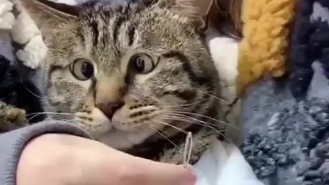 Cats Have Strage Reactions To Diffrent Sounds || Cats Reactions