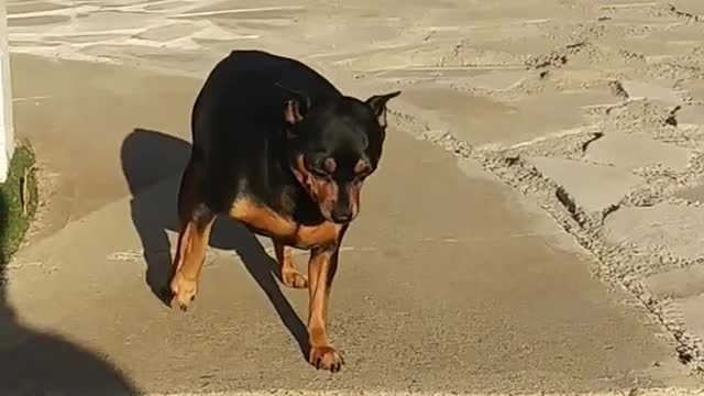 SCARED Dog || funny video