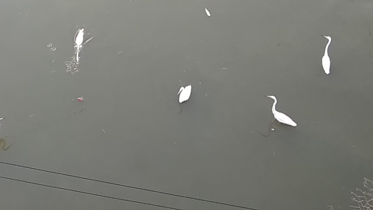 White Herons catching fish