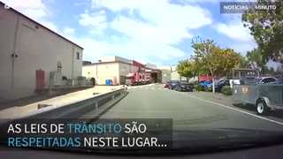 Pássaro dá exemplo e atravessa a rua na faixa de pedestres