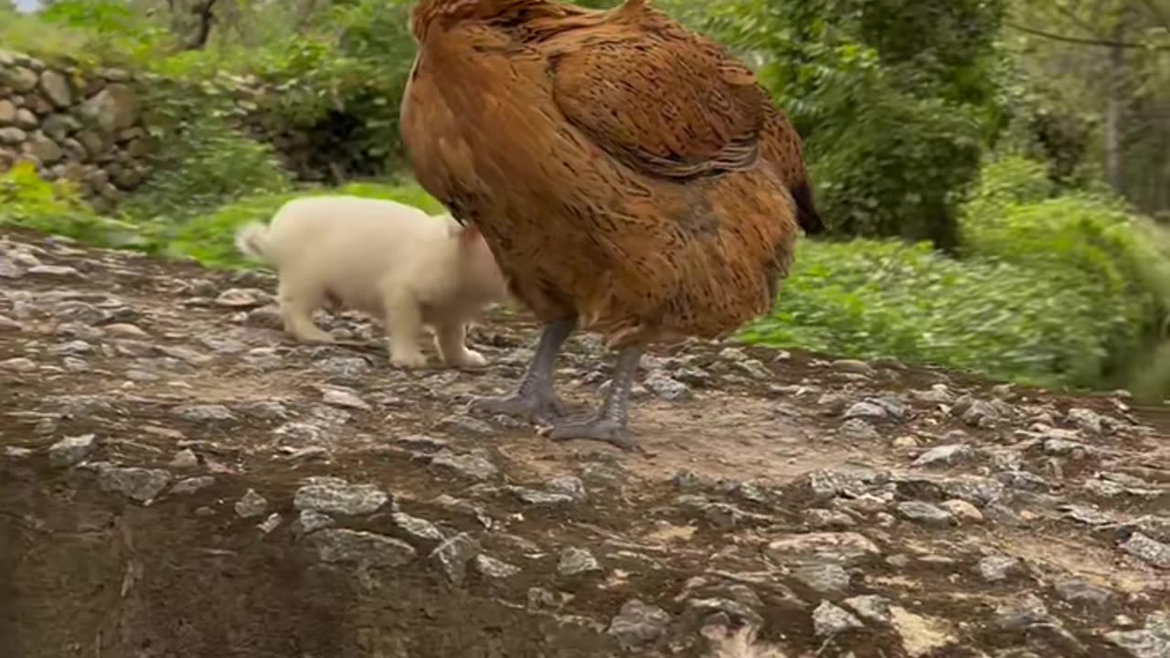 The dog looks for the chicken mother to keep warm