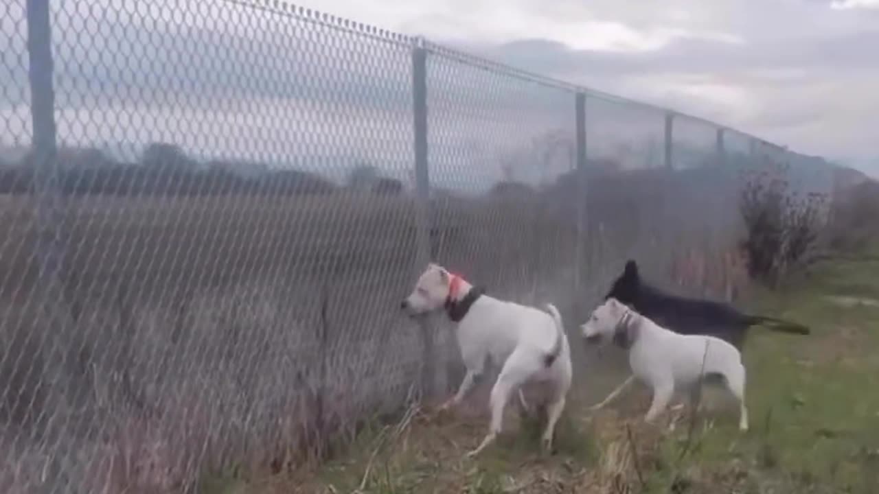 3 mafia dog vs a cat