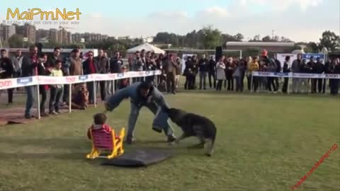 German Shepherd Protects Babies and Kids MIXNMASH - The best Protection Dogs