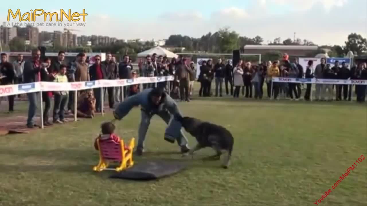 German Shepherd Protects Babies and Kids MIXNMASH - The best Protection Dogs