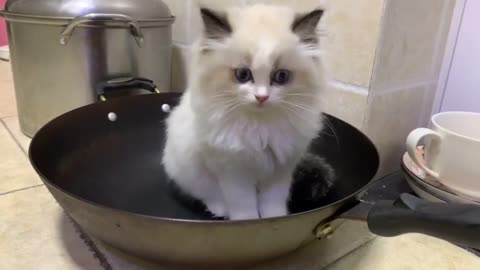 Cat Hunts Imaginary Prey In The Pan