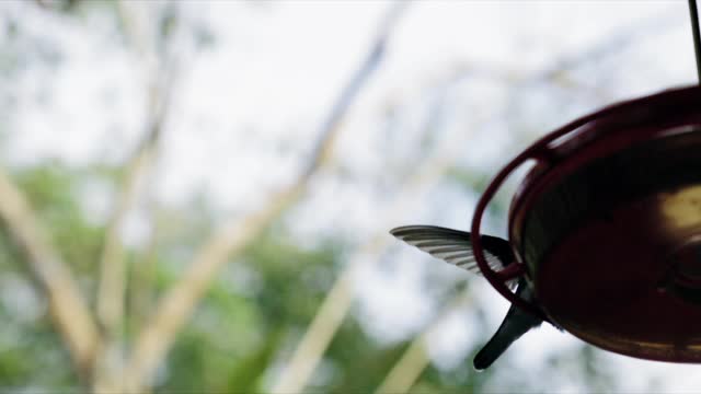 a hummingbird suspended in the air flying before rest