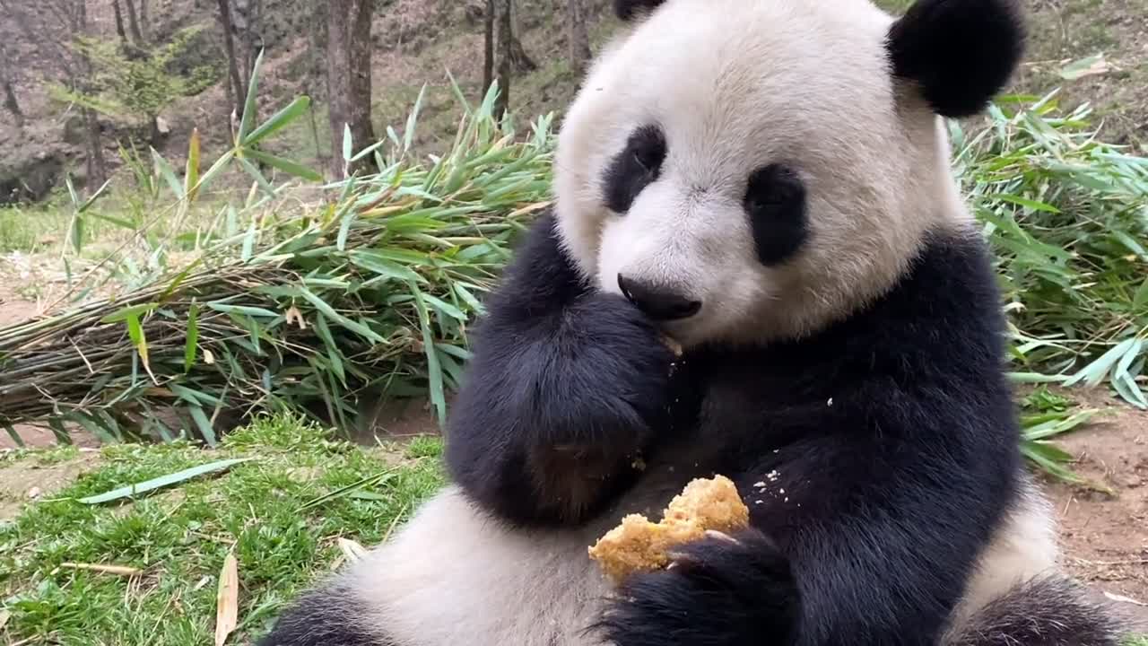 The slow life of pandas in the farm