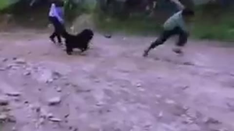 funny dog chasing a lady for dinner