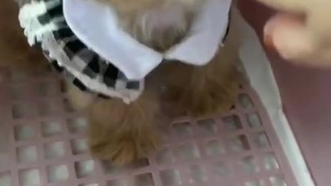 Cute Puppy that will make you happy