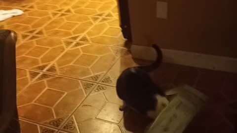 Cat vs box