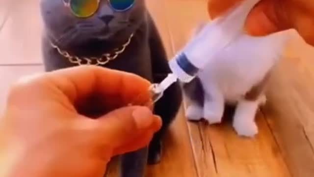 Funny Cute Cats Video