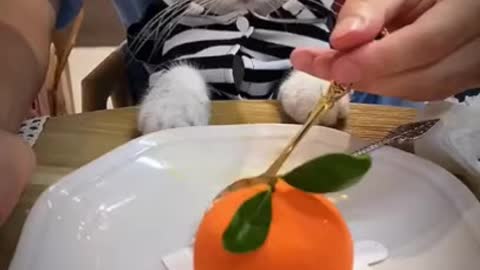 eating funny cat meme