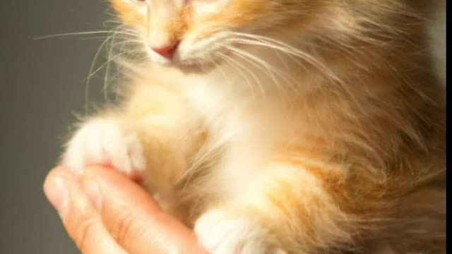 The cutest kittens in the world, for cat lovers