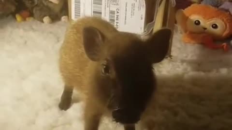 Micro Mini Pig Does Trick