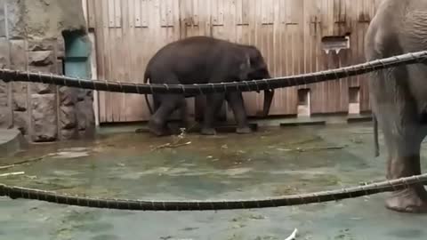 A trained elephant