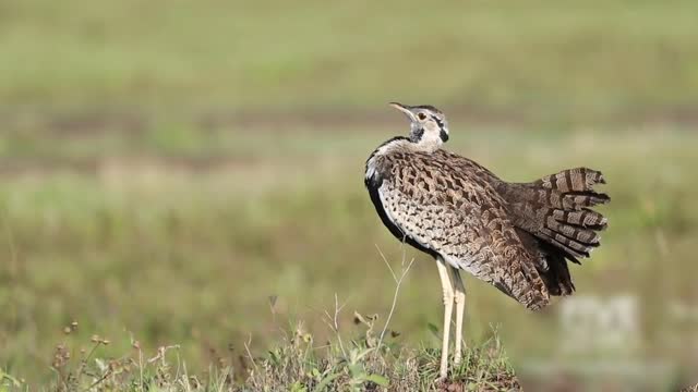 Black Bellied Bustard Calling - Champagne Bird