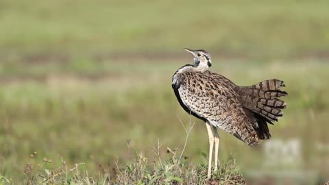 Black Bellied Bustard Calling - Champagne Bird