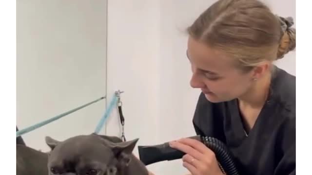 French bulldog's first time at a pet groomer 🐶