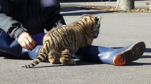 Chubby baby tiger plays ourside for the first time